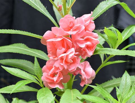 ホウセンカ 摘心|ホウセンカ(鳳仙花)の育て方｜種の植え方や水やりの 